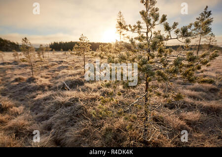 Alberi nella soleggiata palude congelati in autunno di Finlandia Foto Stock