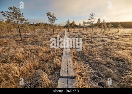 Fredda mattina e boardwalk nel mezzo della palude congelati in Finlandia Foto Stock