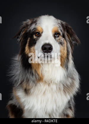 Colpo alla testa di adulto bello Australian Shephard cane cercando majestic dritto verso la fotocamera con marrone con blue spotted gli occhi. La bocca chiusa. Isolato su Foto Stock