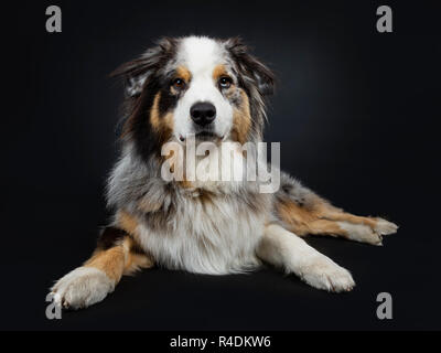 Bella adulto Australian Shephard cane recante vista frontale, guardando dritto in telecamera con marrone con blue spotted gli occhi. La bocca chiusa. Isolato Foto Stock