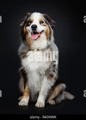 Bella adulto Australian Shephard dog sitter fino elegante un po' lato modi, guardando con lente marrone con blue spotted gli occhi. Bocca aperta che mostra tong Foto Stock