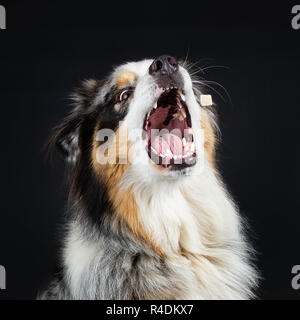 Funny colpo alla testa di adulto bello Australian Shephard cane. La bocca aperta per la cattura di un flying candy. Isolato su sfondo nero. Foto Stock