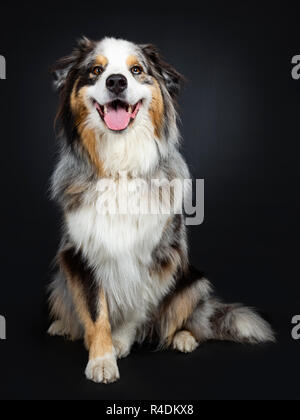 Bella adulto Australian Shephard dog sitter fino elegante, guardando con lente marrone con blue spotted gli occhi. Bocca aperta che mostra la linguetta. Isolato su Foto Stock