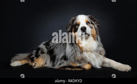 Bella adulto Australian Shephard cane che stabilisce le vie laterali, guardando a lente con marrone con blue spotted gli occhi. La bocca chiusa. Isolato sul retro nero Foto Stock