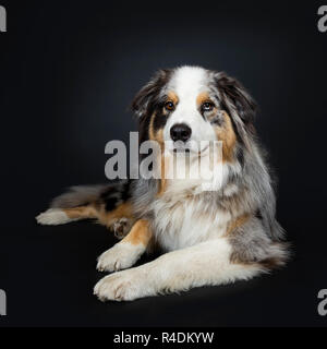 Bella adulto Australian Shephard cane recante vista frontale, guardando a lente con marrone con blue spotted gli occhi. La bocca chiusa. Isolato su ba nero Foto Stock