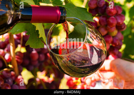 Versare il vino rosso in vetro all'aperto con uve in background Foto Stock