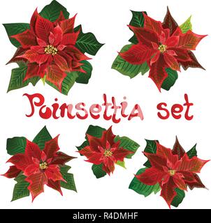 Red poinsettia fiori vettore set. Simboli di Natale illustrazione. Pulcherrima rigogliosa pianta.tradizionale Natale poinsettia fiore con foglie verdi e petali di colore rosso. Illustrazione Vettoriale