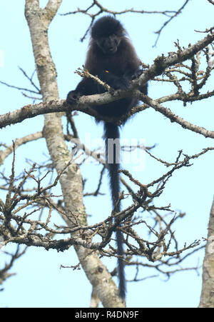 Un grigio-cheeked mangabey (Lophocebus albigena). Bigodi Wetland Santuario, Foresta di Kibale National Park, Uganda, Foto Stock