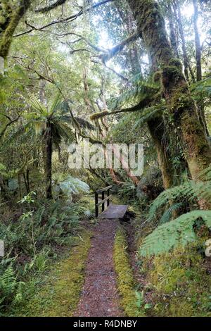 Un percorso attraverso la foresta di muschio, argento di felci e un piccolo ponte di legno. Milford Track, Nuova Zelanda Isola del Sud Foto Stock