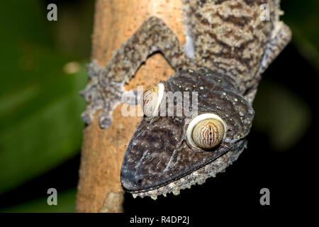 Foglie giganti-tailed geco Uroplatus fimbriatus Foto Stock