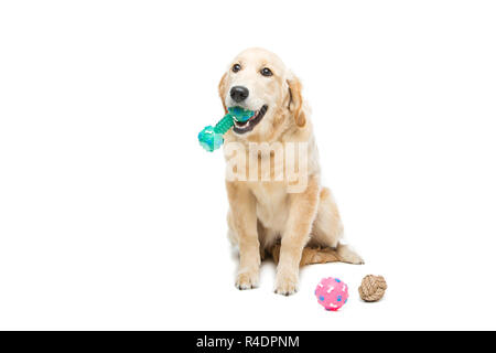 Giovani beautiul golden retriever cane Foto Stock