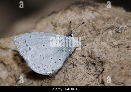 Azure occidentale, eco di Celastrina, pozzanghera Foto Stock