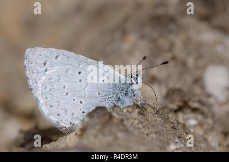 Azure occidentale, eco di Celastrina, pozzanghera Foto Stock