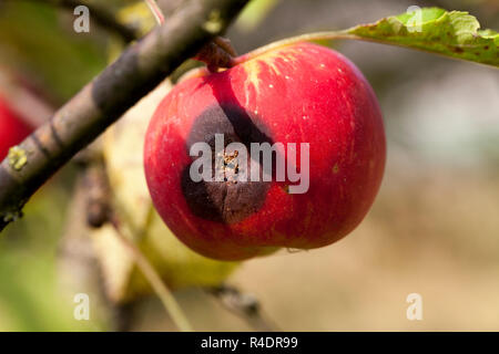 Apple su un ramo Foto Stock