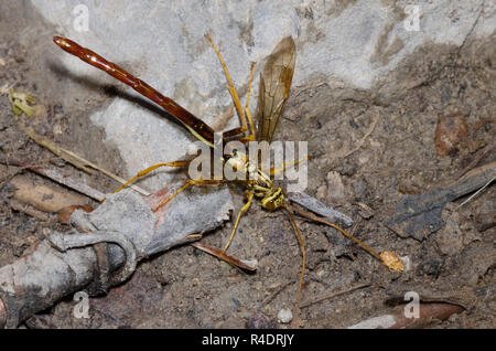 Giant Ichneumon Wasp, Megarhyssa macrurus, maschio Foto Stock