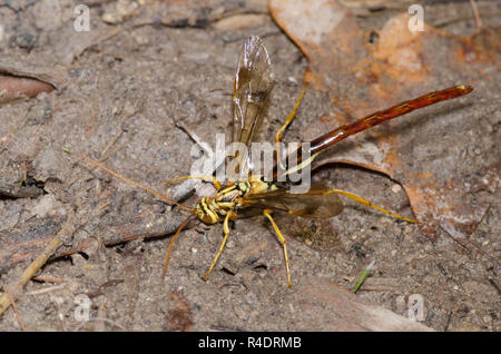 Giant Ichneumon Wasp, Megarhyssa macrurus, maschio Foto Stock