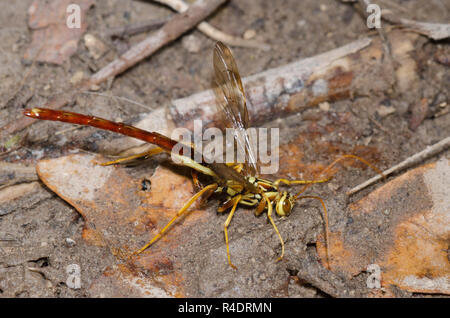 Giant Ichneumon Wasp, Megarhyssa macrurus, maschio Foto Stock