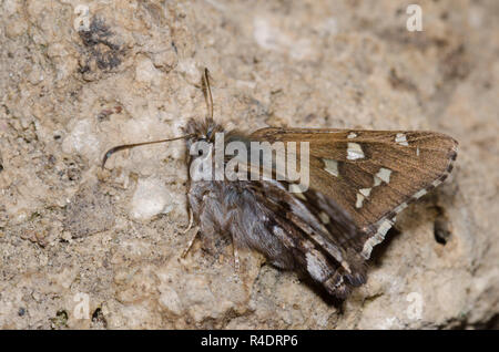 Corto-tailed Skipper, Zestusa dorus, maschio fango-copertura Foto Stock