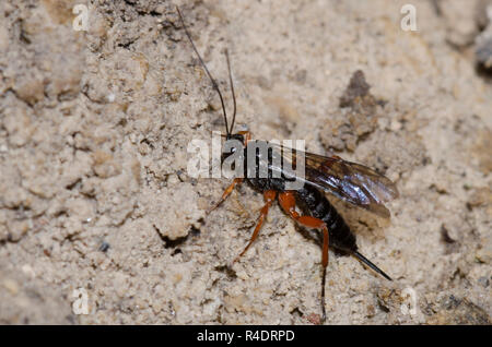 Ichneumon Wasp, Pimpla sp., femmina Foto Stock