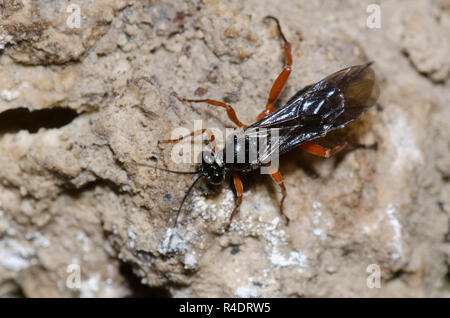 Ichneumon Wasp, Pimpla sp., femmina Foto Stock