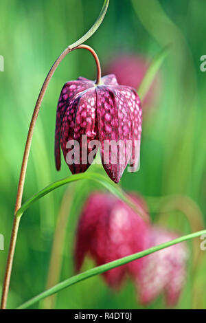 Fiore di scacchi Fritillaria meleagris Foto Stock