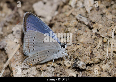 Western Tailed-Blue, Cupido amyntula, maschio fango-copertura Foto Stock