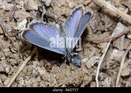 Western Tailed-Blue, Cupido amyntula, maschio fango-copertura Foto Stock