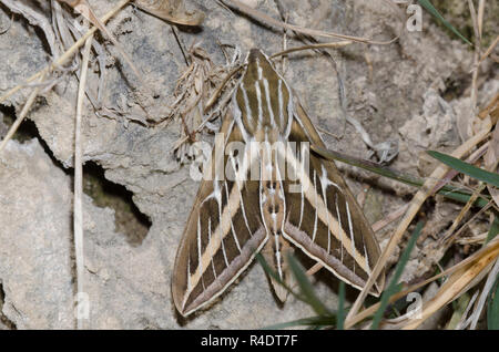 Bianco-rivestita Sphinx, Hyles lineata Foto Stock