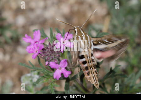 Sphinx con fodera bianca, Hyles lineata, che si abbonda durante il nectaring da Vervain, Glandularia sp. Foto Stock