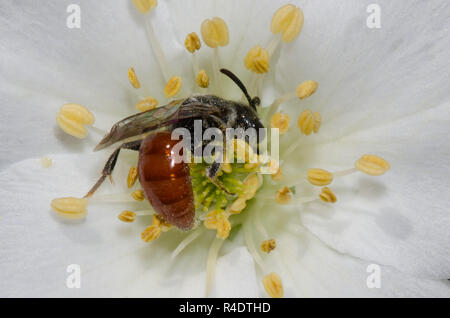 Il sudore Bee, Sphecodes sp., nectaring dal pennacchio di Apache, Fallugia paradoxa Foto Stock