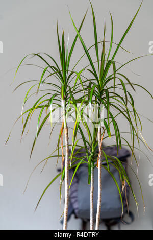 Scuola di viola zaino appeso alla parete - oggetto isolato con sfondo bianco con pianta verde infront di esso Foto Stock