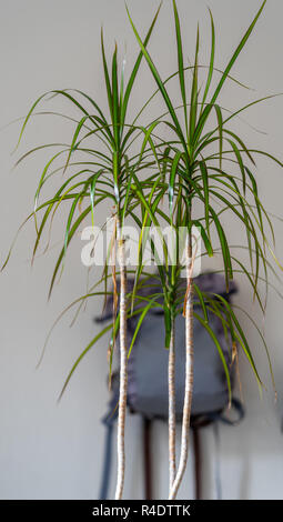 Scuola di viola zaino appeso alla parete - oggetto isolato con sfondo bianco con pianta verde infront di esso Foto Stock