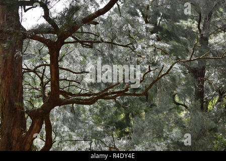 Albero di pino con un rosso-crested cardinale seduto su un ramo Foto Stock