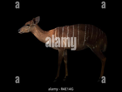 Nyala in piedi nel buio Foto Stock