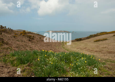 Una vista dal sentiero costiero di St Martin, Scilly, Fra selvaggi fiori di primavera al mare blu e un'isola al di là. Una soleggiata giornata di primavera. Foto Stock