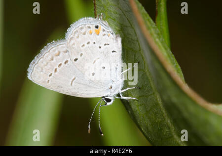 Codato orientale-blu, Cupido comyntas Foto Stock