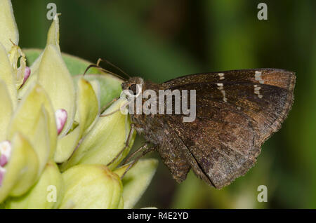 Confusa Cloudywing, Cecropterus confusis, femmina su erba calda verde, Asclepias viridis Foto Stock