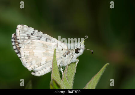 Comune scacchiato, Burnsius communis, maschio Foto Stock