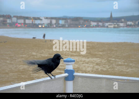 Un corvo posatoi accanto ad una quasi deserta spiaggia sotto la pioggia e vento blustery Credito: stuart fretwell/Alamy Live News Foto Stock