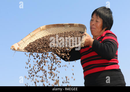 Lianyungan, Cina. 27 Nov, 2018. I contadini raccolto zucca di Serpente frutti in Guanyun County, Lianyungang, est cinese della provincia di Jiangsu. Credito: SIPA Asia/ZUMA filo/Alamy Live News Foto Stock