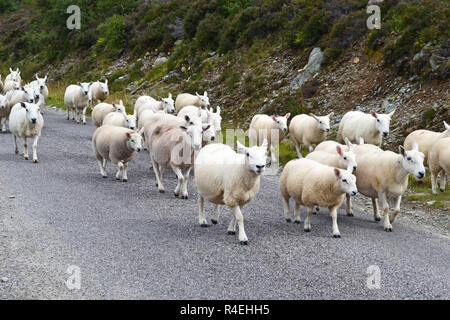Pecore sulla strada tra Durness e Dunnet Bay, altopiani, Scozia. Foto Stock