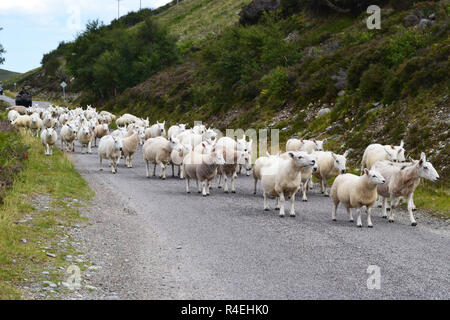 Pecore sulla strada tra Durness e Dunnet Bay, altopiani, Scozia. Regno Unito Foto Stock