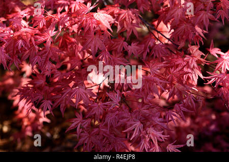 Acer palmatum shindeshojo,Acer,rosso,foglie,fogliame,Molla,,ornamentali tree,alberi,giardino,RM Floral Foto Stock