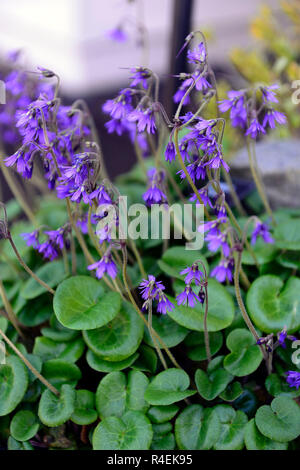 Soldanella villosa,Viola, orlata campane,fiore,fiori,fioritura, alpine,alpines,giardino,giardino,RM Floral Foto Stock