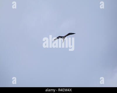 Un Frigate Bird volare alto nel cielo di Rio de Janeiro. Foto Stock