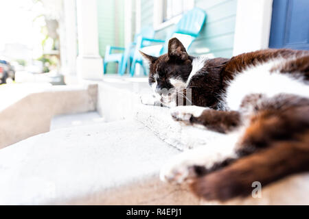 Stray in bianco e nero gatto dorme sul portico, sidewalk street a New Orleans, Louisiana da casa closeup ingresso, fasi Foto Stock