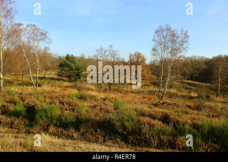 Brughiera in autunno Foto Stock