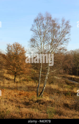 Brughiera in autunno Foto Stock