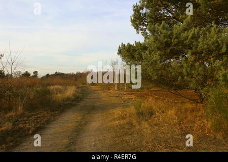 Brughiera in autunno Foto Stock