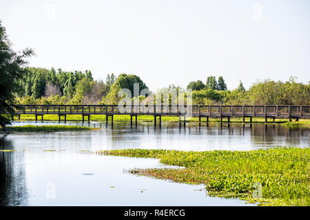 Paesaggio della passerella in legno ponte nella palude di palude, zone umide in Paynes Prairie preservare parco dello stato a Gainesville, Florida Foto Stock